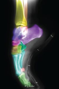 radiografia piede